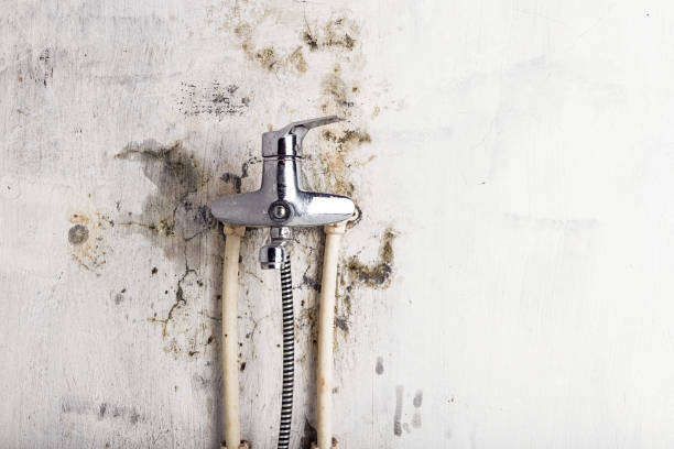 Best Mold Testing  in Jacobus, PA