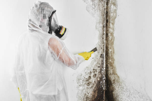 Best Professional Mold Removal  in Jacobus, PA