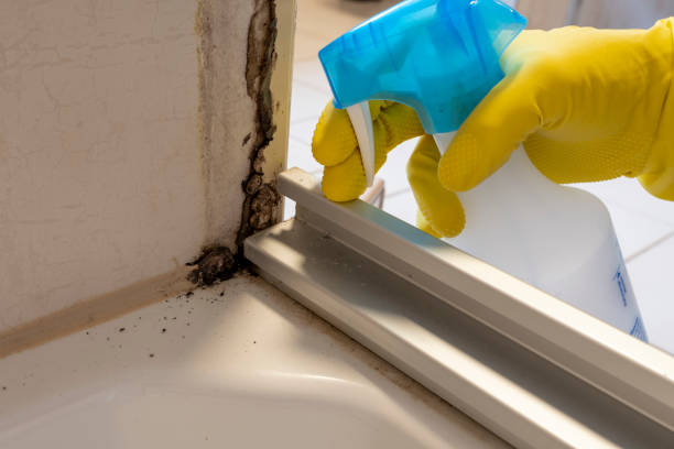 Best Local Mold Removal Service  in Jacobus, PA