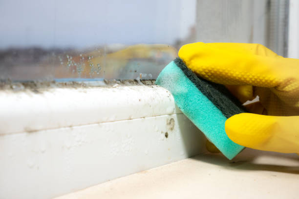 Best Mold Remediation  in Jacobus, PA