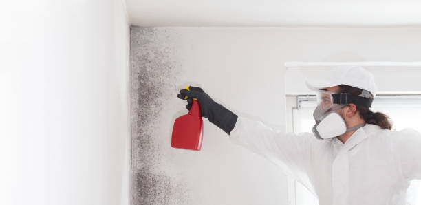 Best Mold Removal Company Near Me  in Jacobus, PA