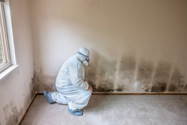 Home Mold Removal in Jacobus, PA