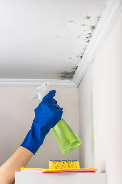 Best Toxic Mold Removal  in Jacobus, PA